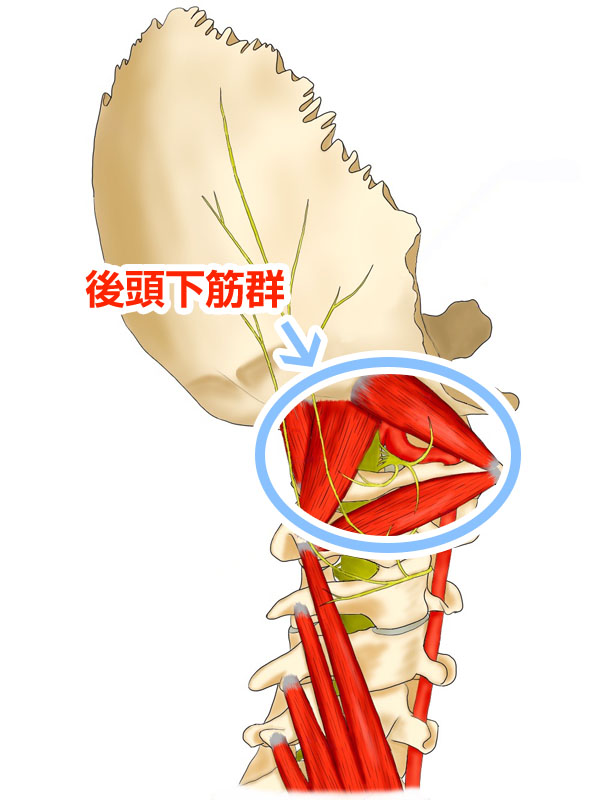 後頭下筋群の図解