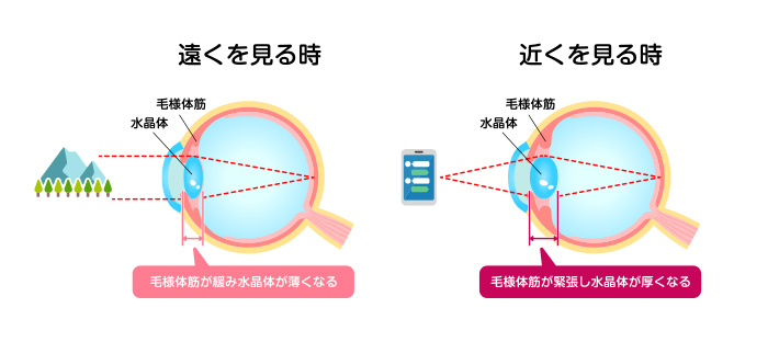 目の筋肉の図解