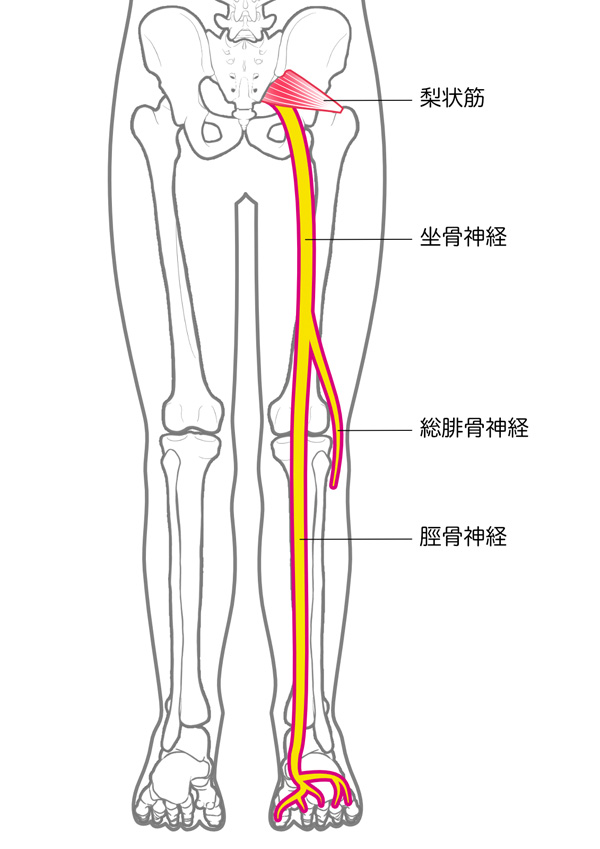 坐骨神経含む下半身の神経図解