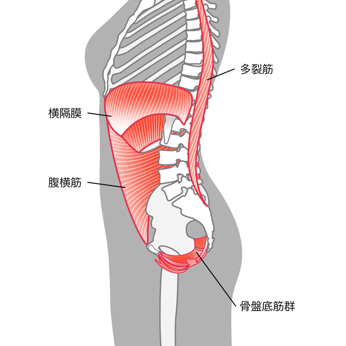 インナーマッスル図解