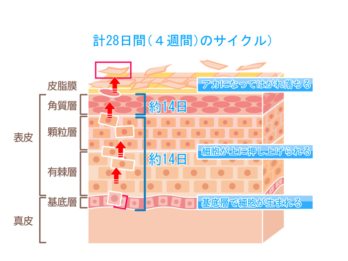 ターンオーバー図解