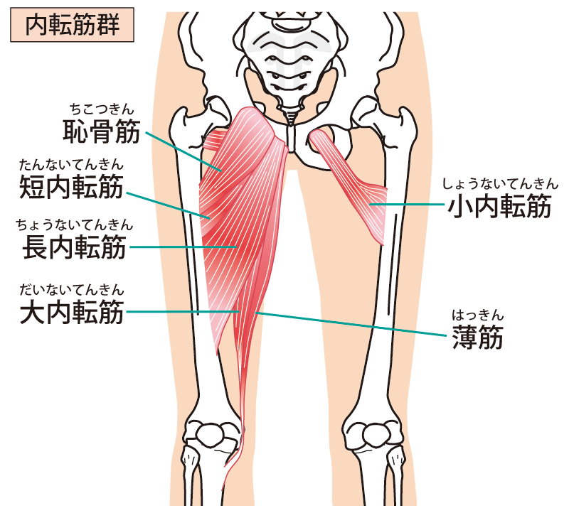 股関節周りの筋肉の図解イラスト