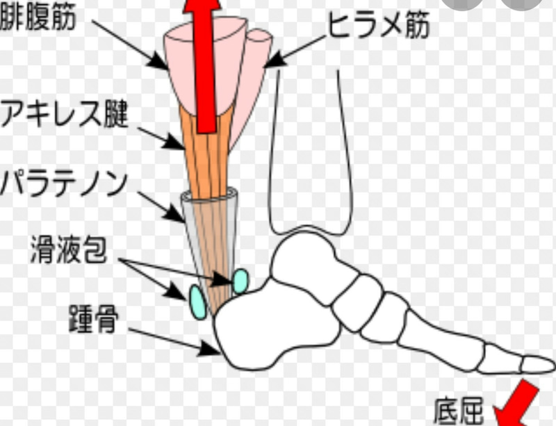 アキレス腱の図解イラスト