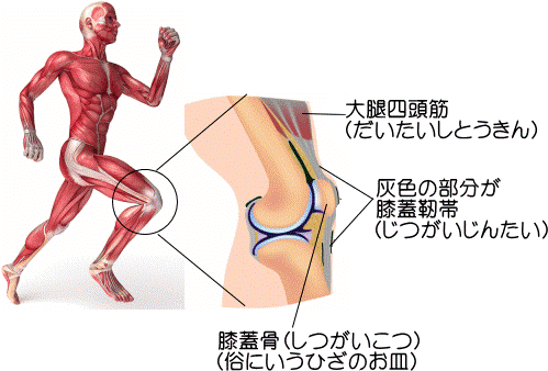 ジャンパー膝図解