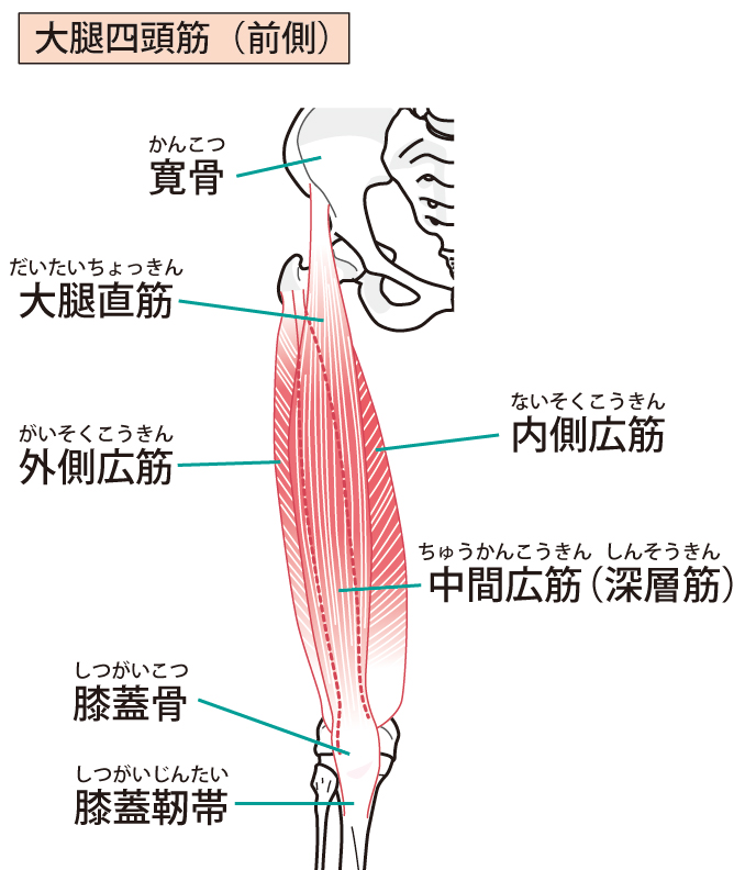 大腿四頭筋の図解イラスト