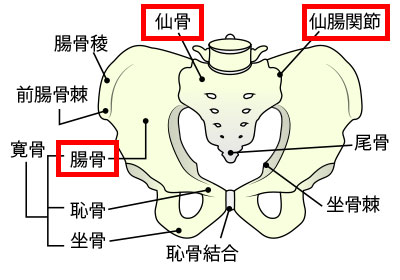 仙骨周辺イラスト
