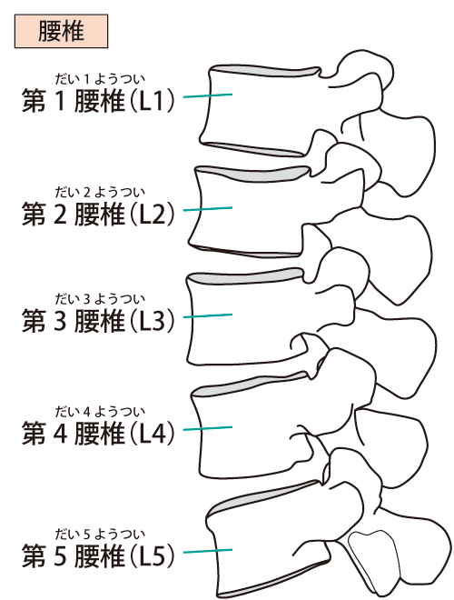 腰椎イラスト