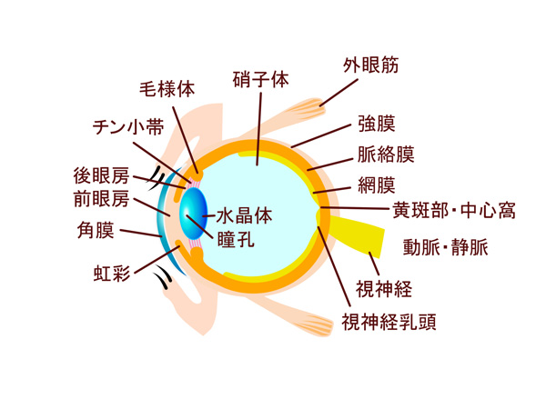 目の構造図解