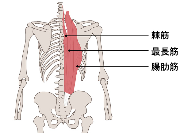 腰痛に関係する筋肉イラスト