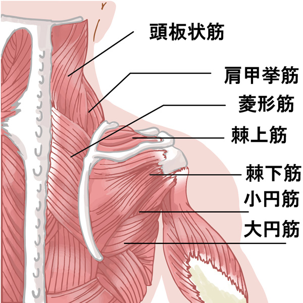 肩周りの筋肉図解