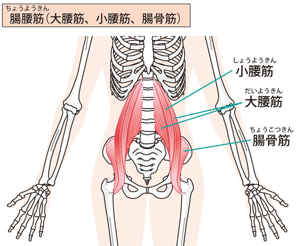 腸腰筋図解