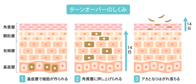 お肌のターンオーバー図解