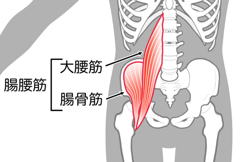 腸腰筋図解イラスト